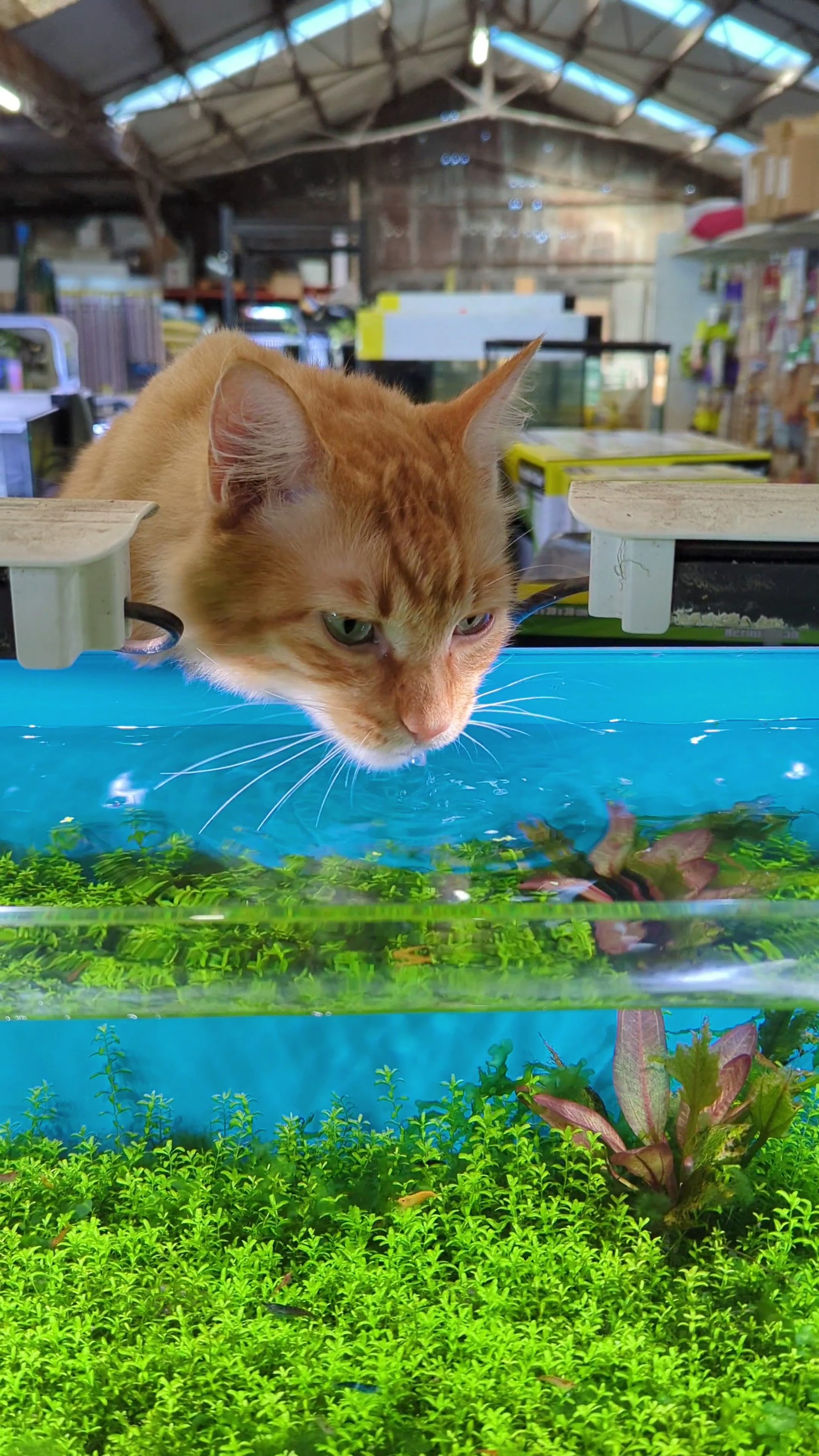 Radley's Pet and Aquarium