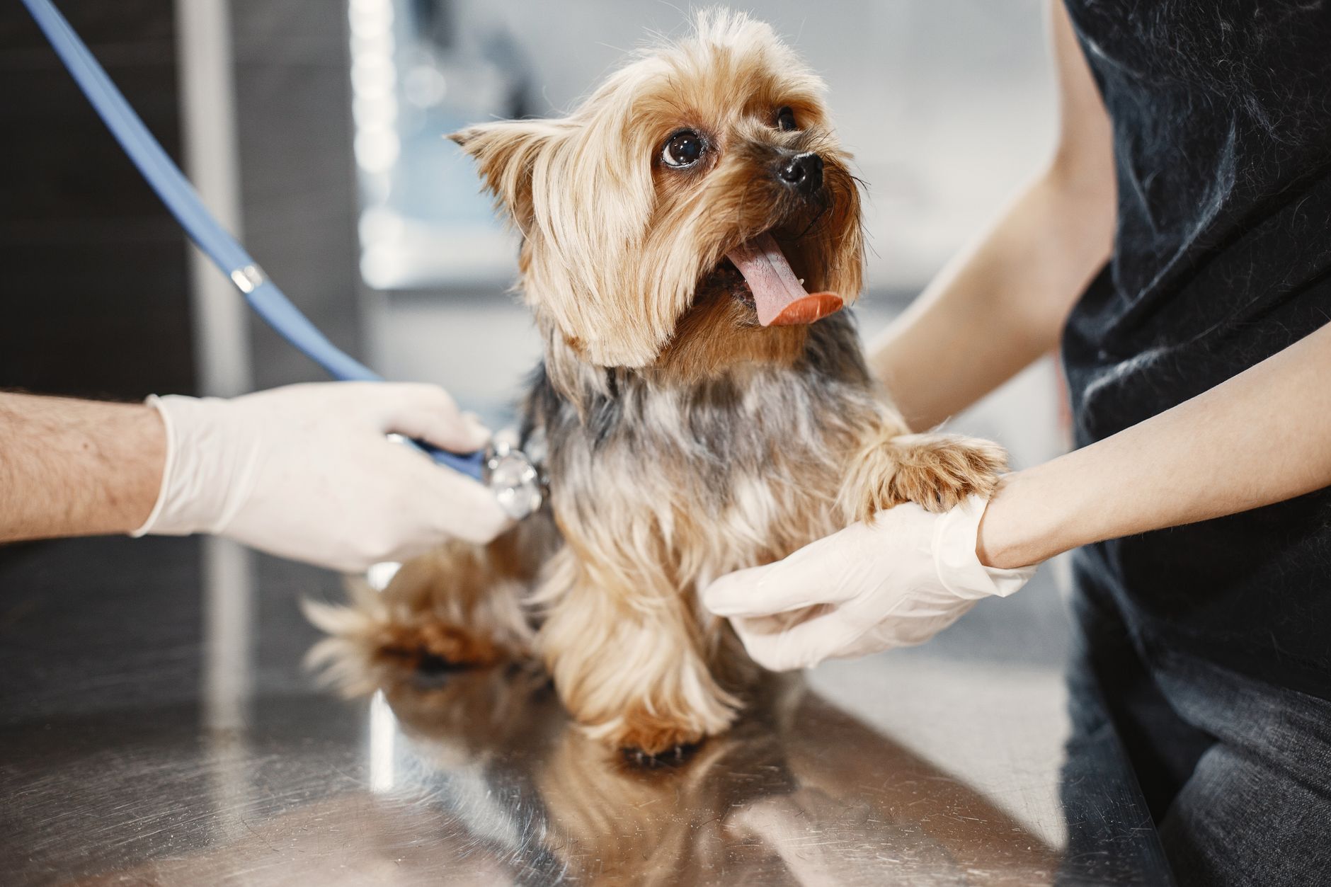 Kanwal Veterinary Hospital
