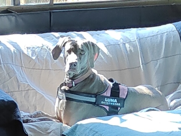 Pawz Pet Sitting And Homecare