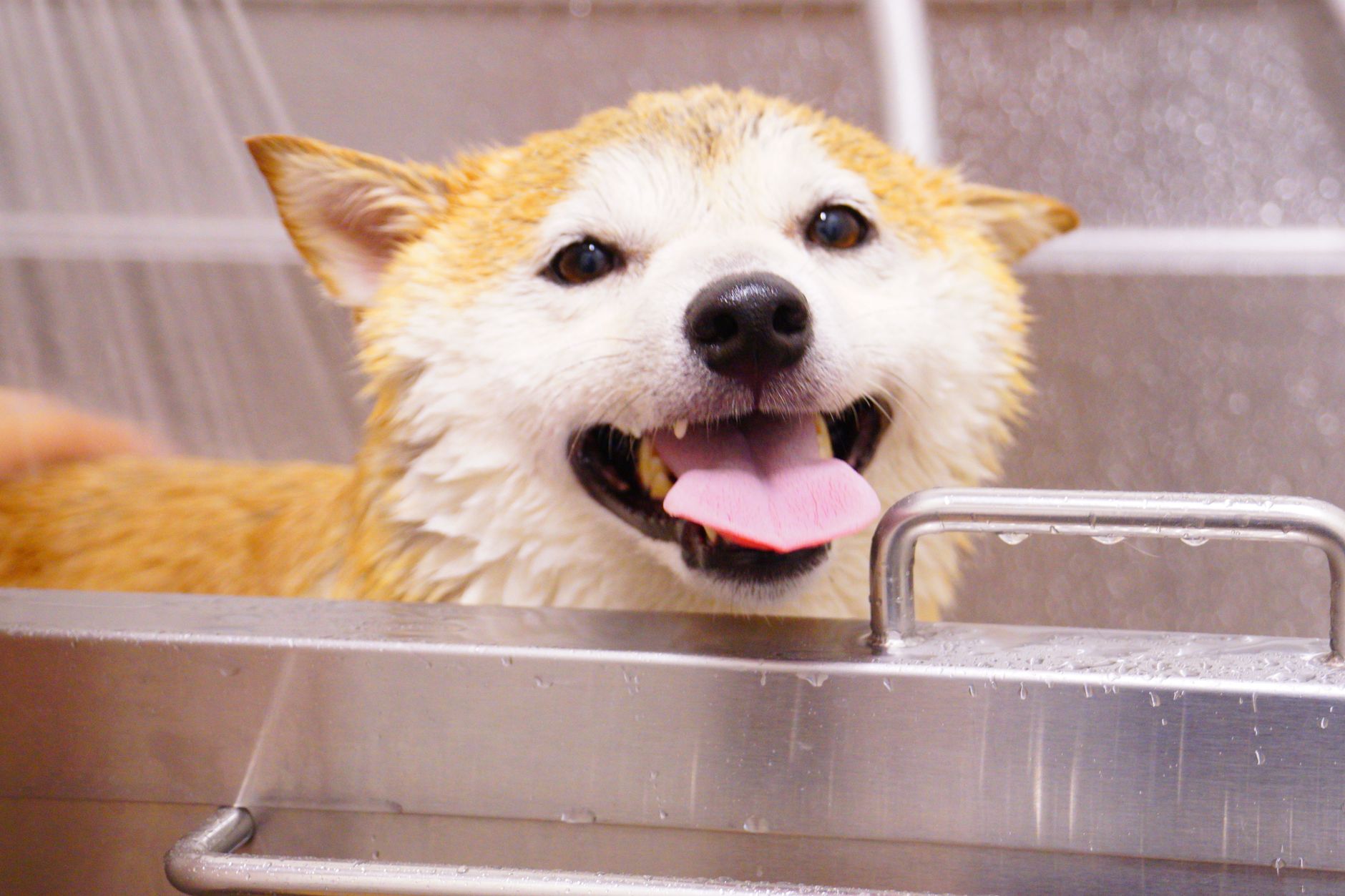 Pawz Pet Sitting And Homecare