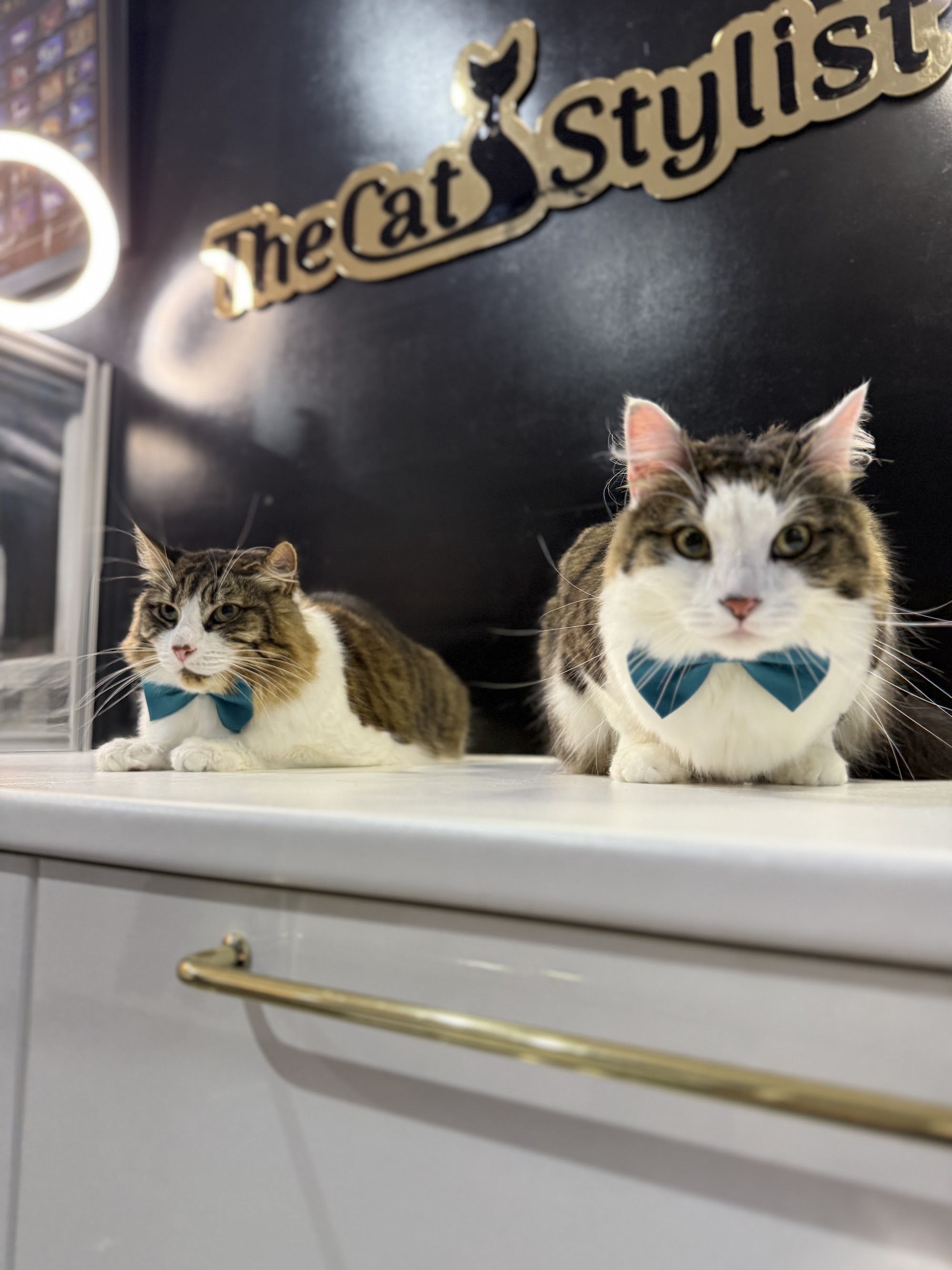 The Cat Stylist