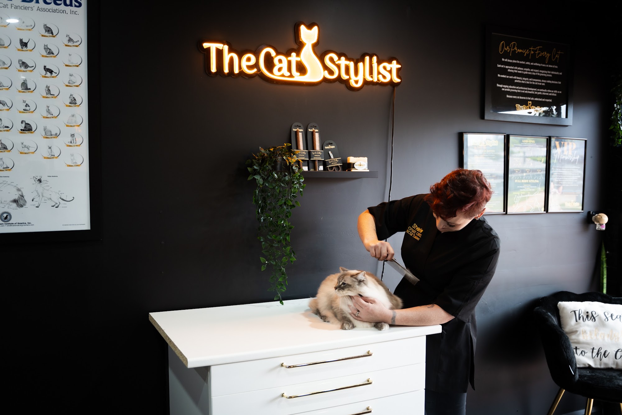 The Cat Stylist