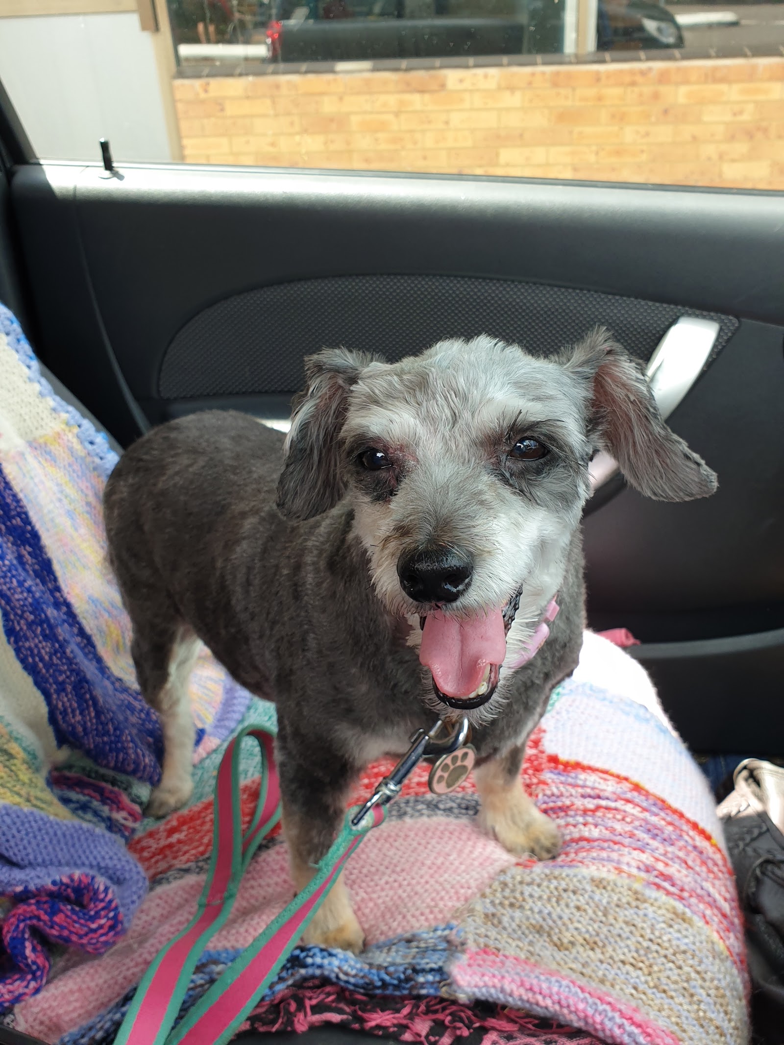 Top Dog Pet Spa
