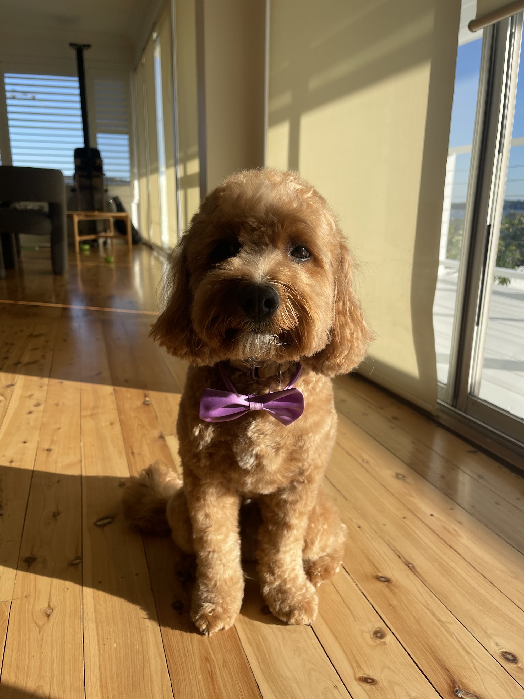 Blossom Dog Grooming Salon — Pet Groomers