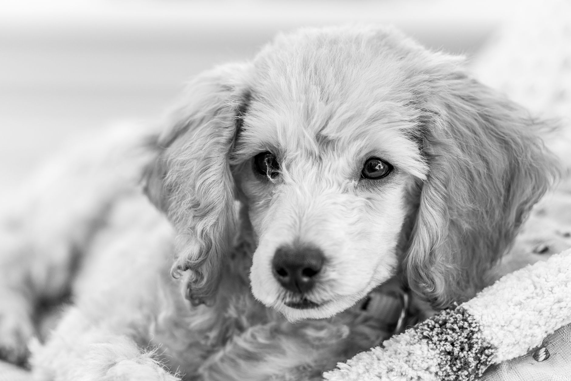 Blossom Dog Grooming Salon