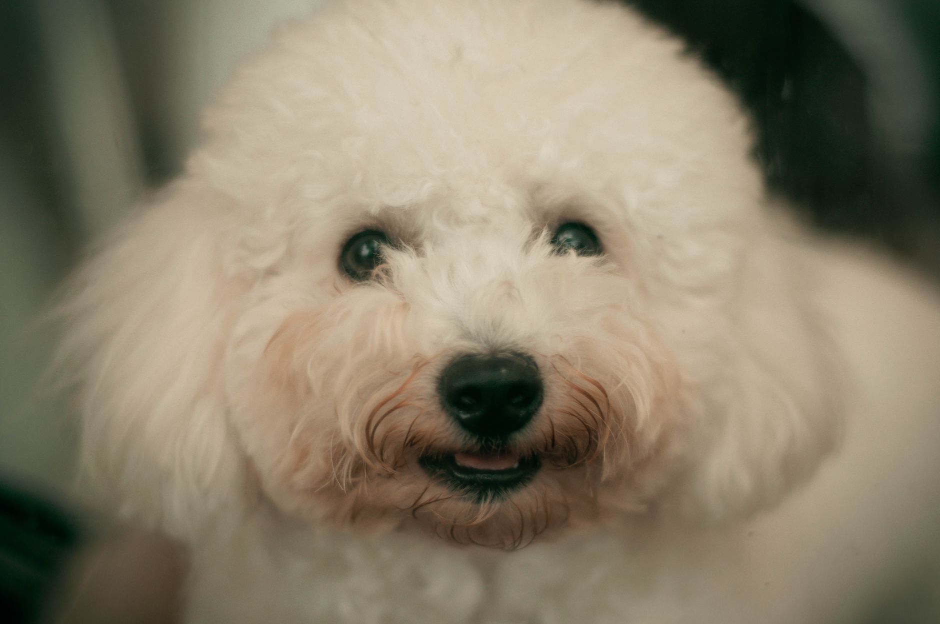 Blossom Dog Grooming Salon