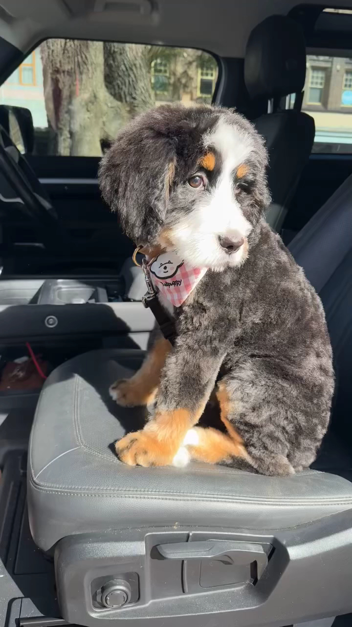 Hunter Pet SPA