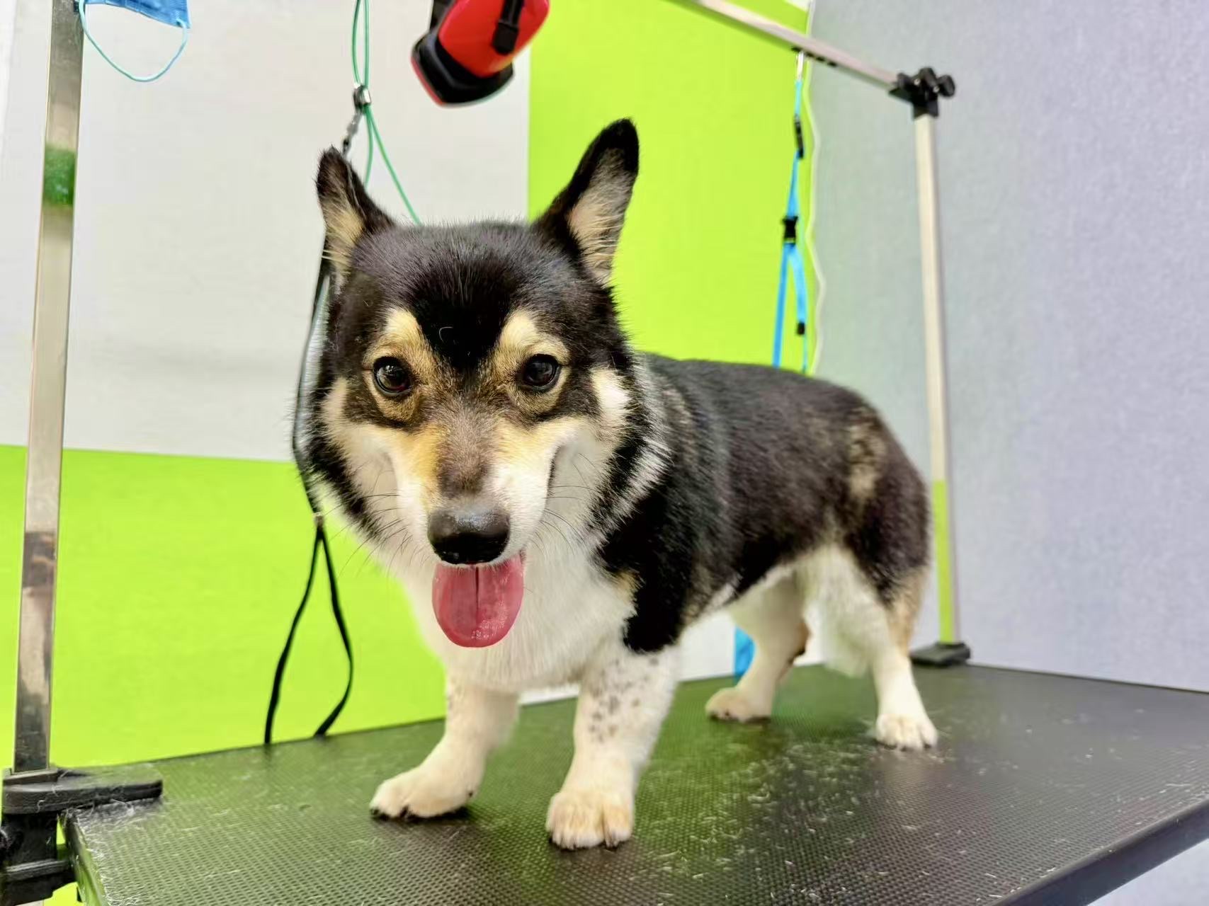 Hunter Pet SPA