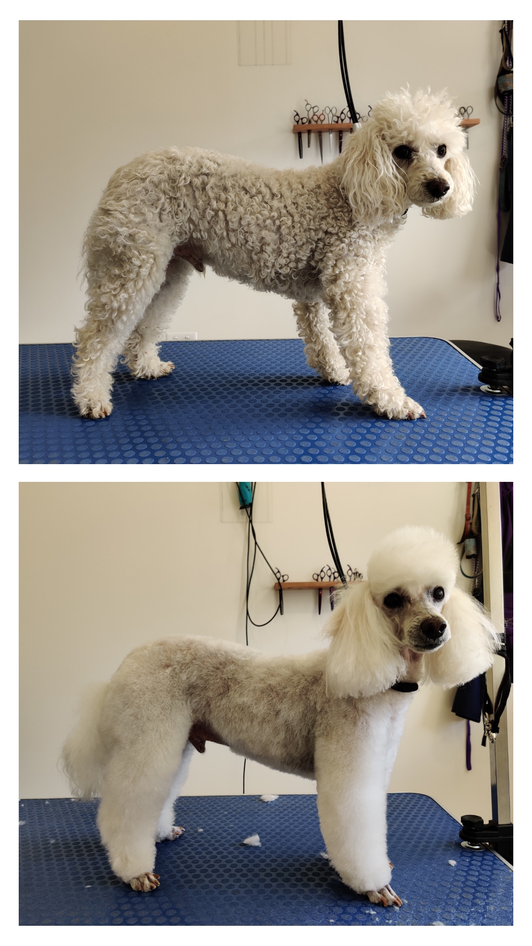 Joyce's Grooming Salon