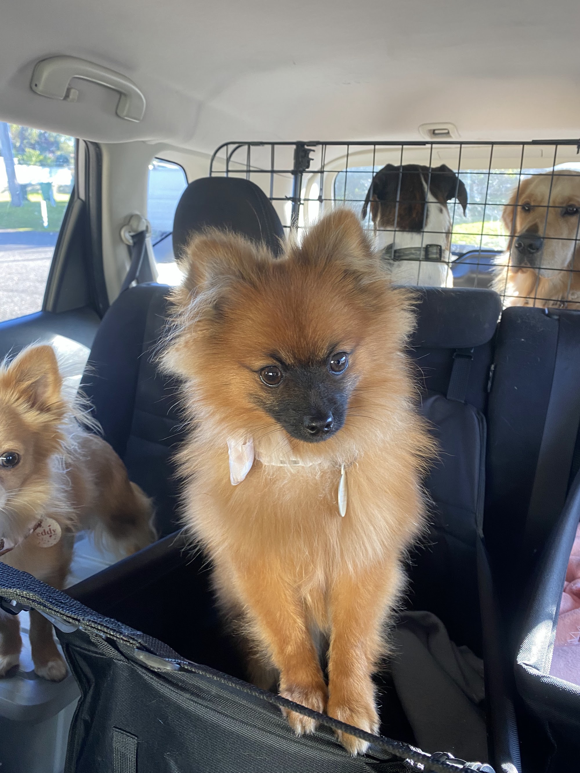 SeaTails Pet Spa | Gwandalan — Pet Groomers