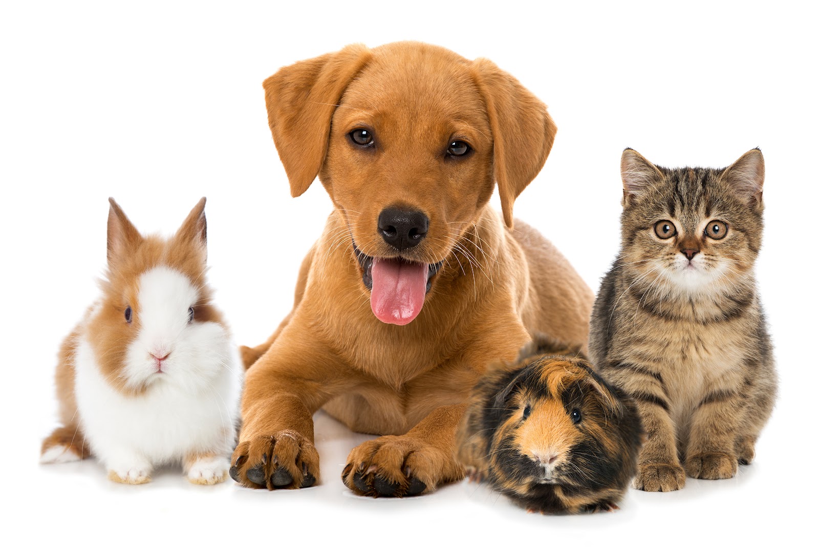Paw Prints Vet Clinic Gwandalan — Pet Groomers