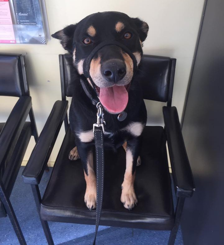 Paw Prints Vet Clinic Gwandalan