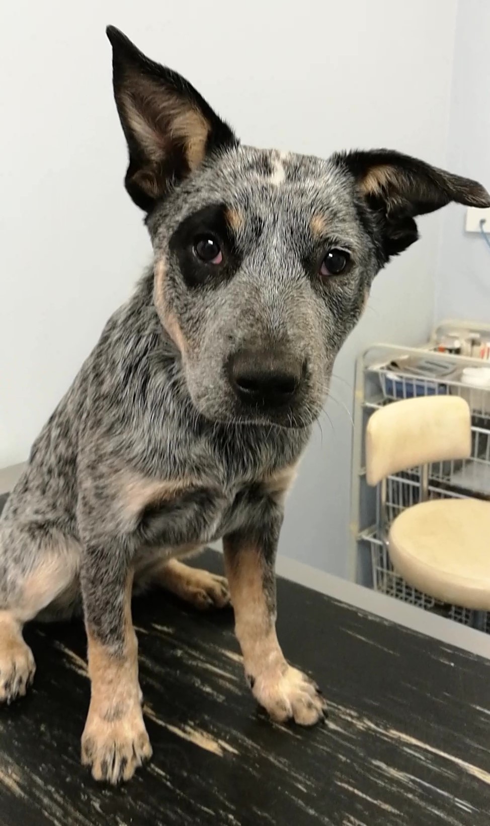Paw Prints Vet Clinic Gwandalan