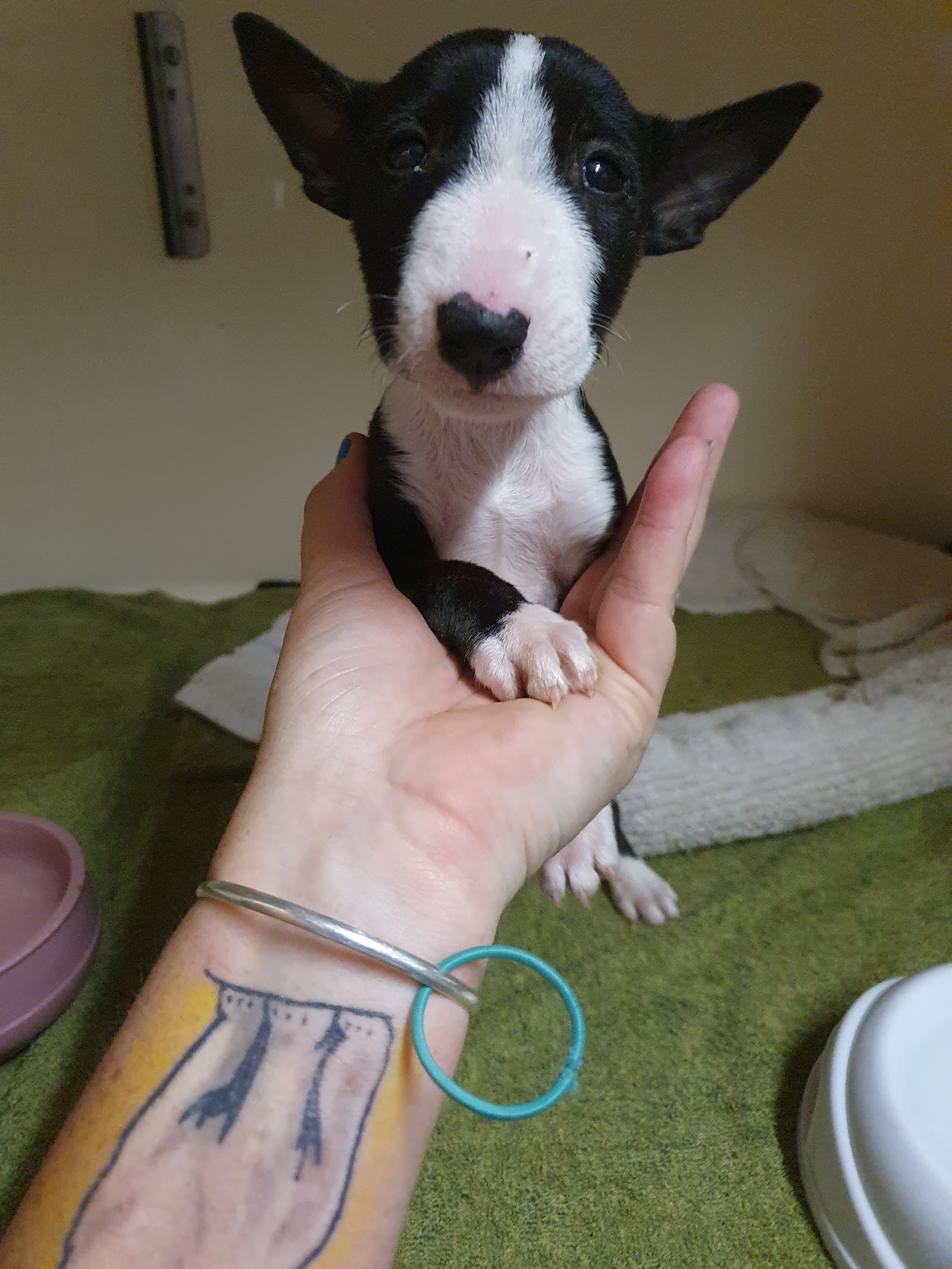 Paw Prints Vet Clinic Gwandalan