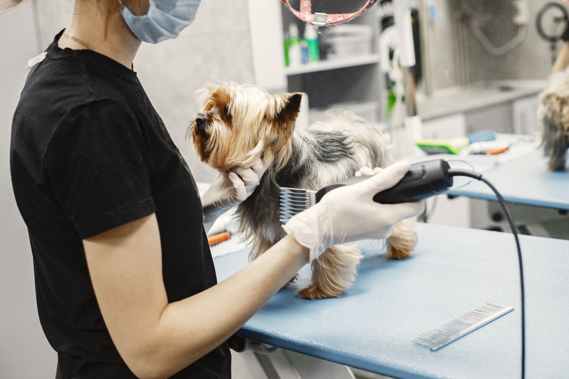 Dogs That Dazzle Grooming Salon