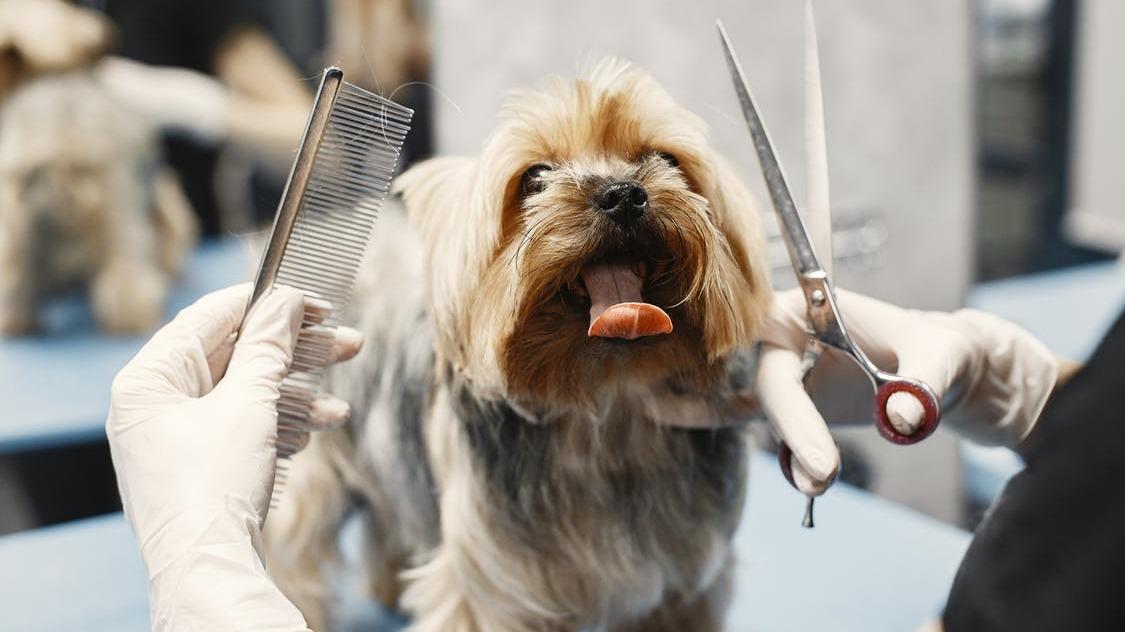 Morisset Dog Grooming — Pet Groomers