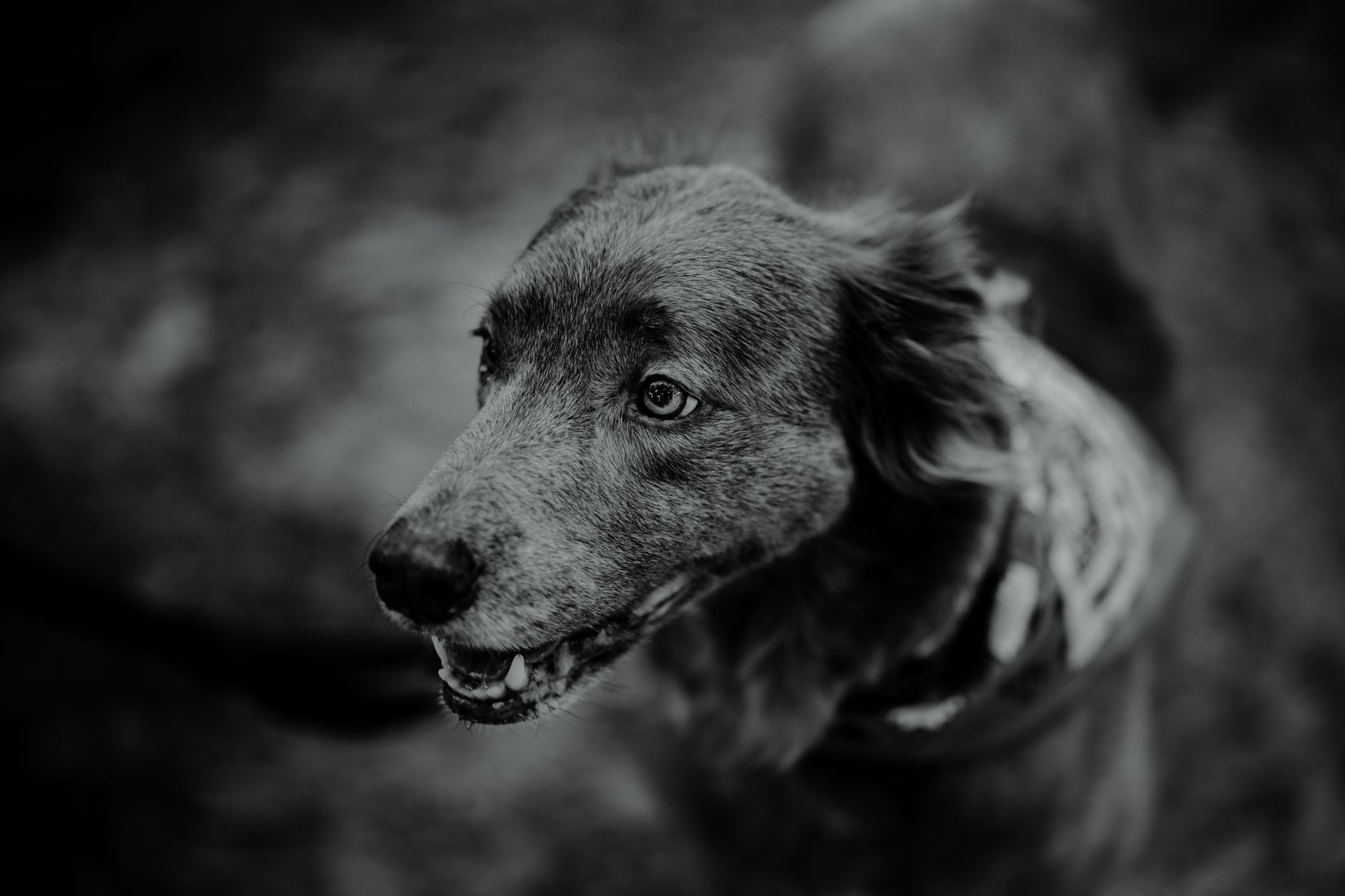 Morisset Dog Grooming