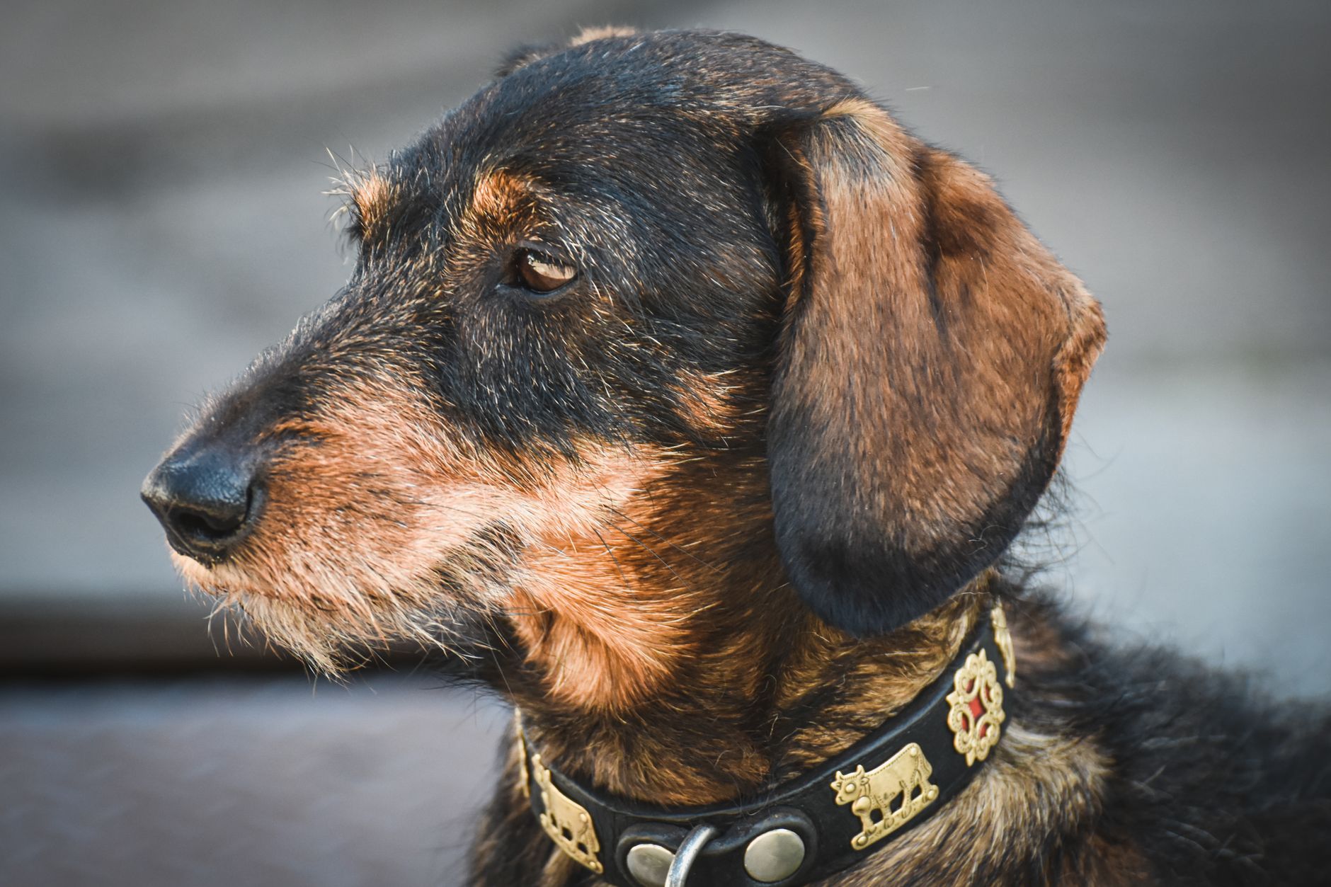Morisset Dog Grooming
