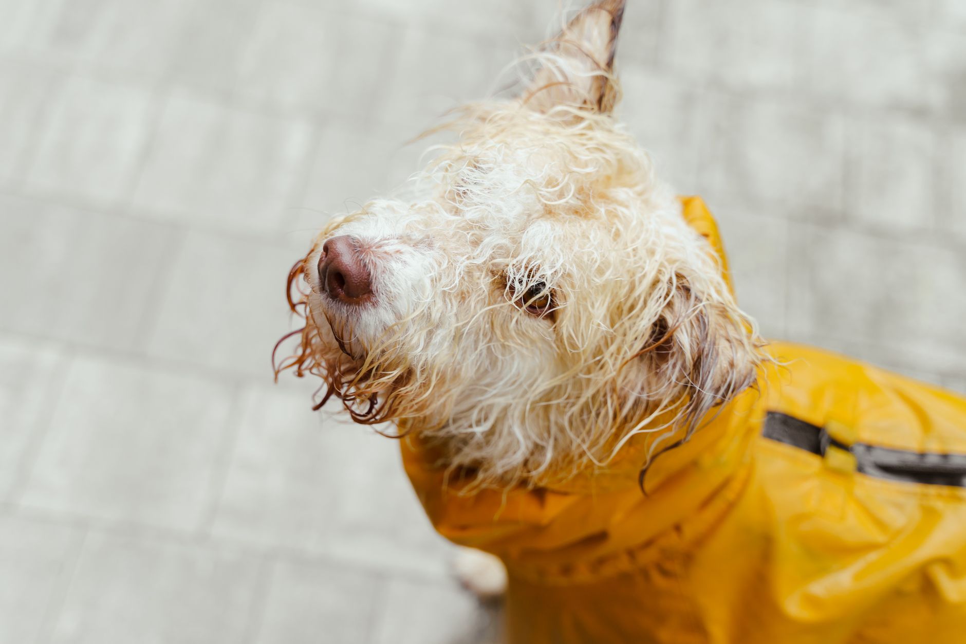 Morisset Car & Dog Wash