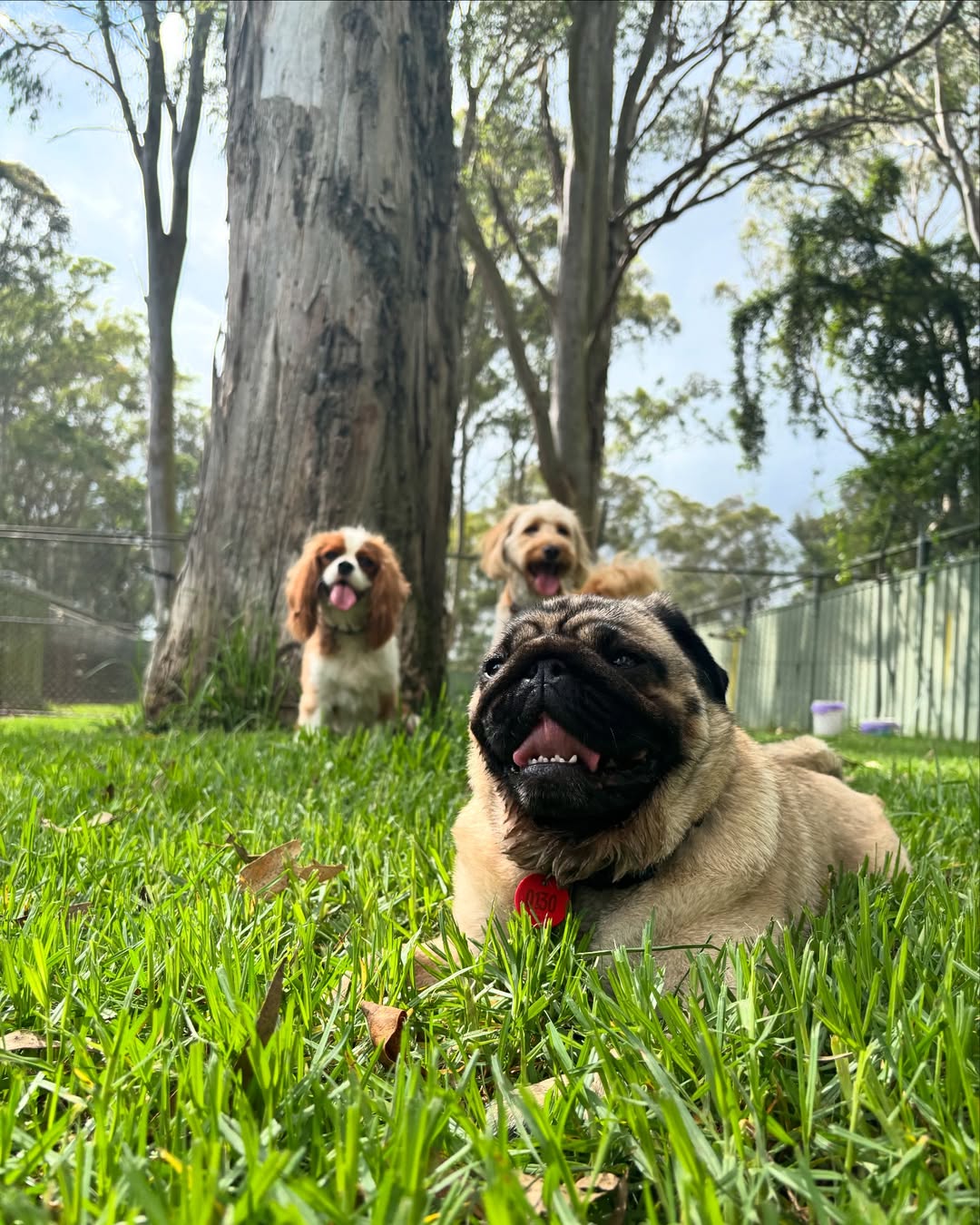 Kip Lake Macquarie Cat & Dog Boarding — Pet Groomers