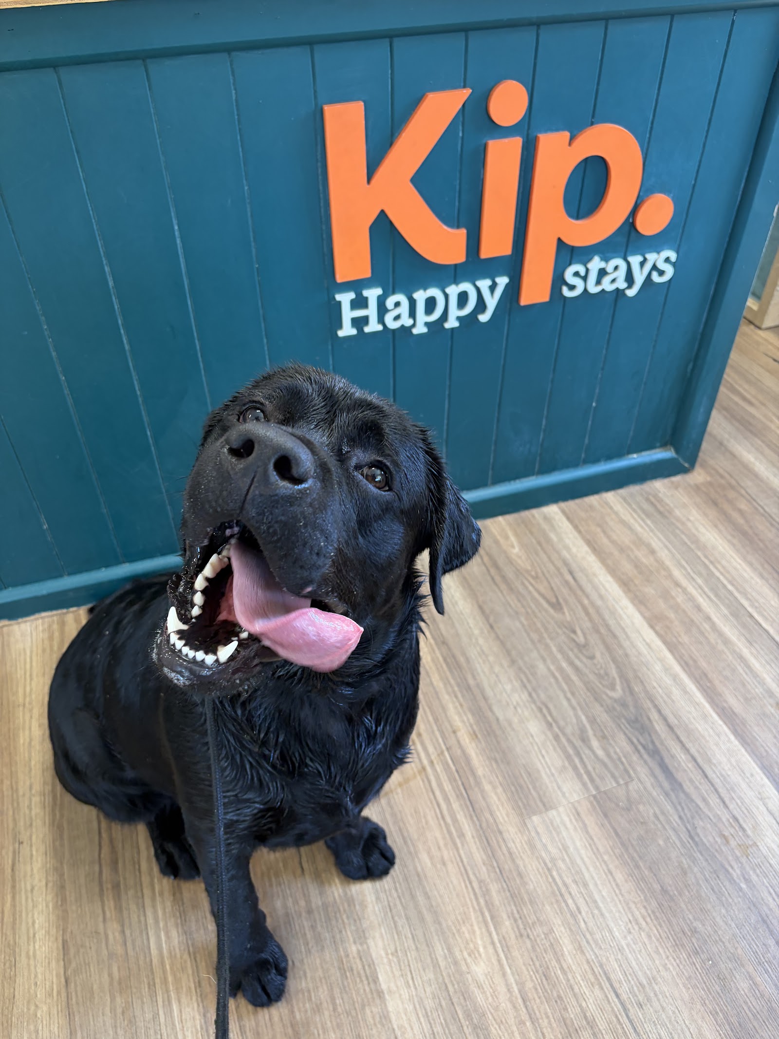 Kip Lake Macquarie Cat & Dog Boarding