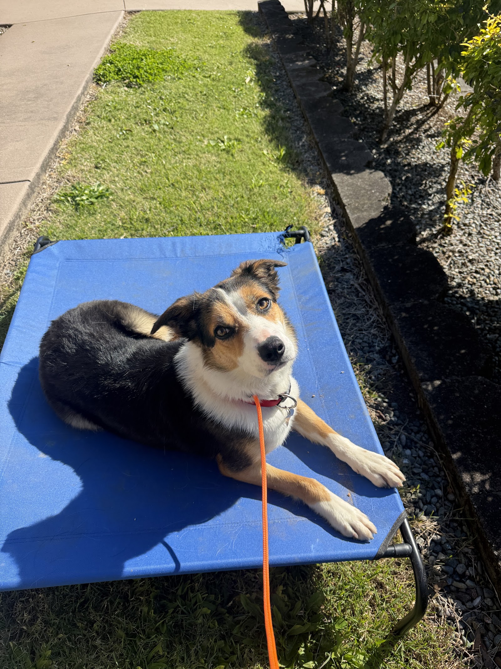Kip Lake Macquarie Cat & Dog Boarding