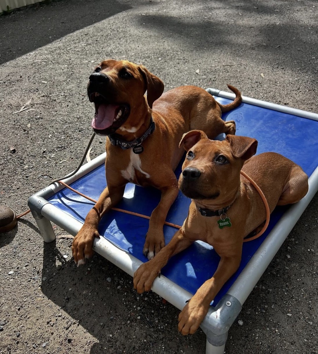 Kip Lake Macquarie Cat & Dog Boarding
