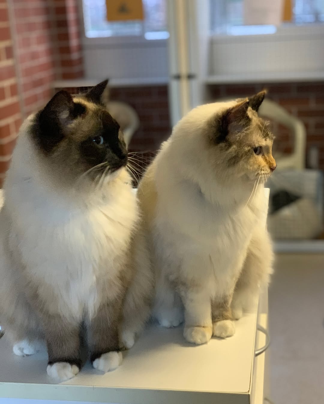 Kip Lake Macquarie Cat & Dog Boarding