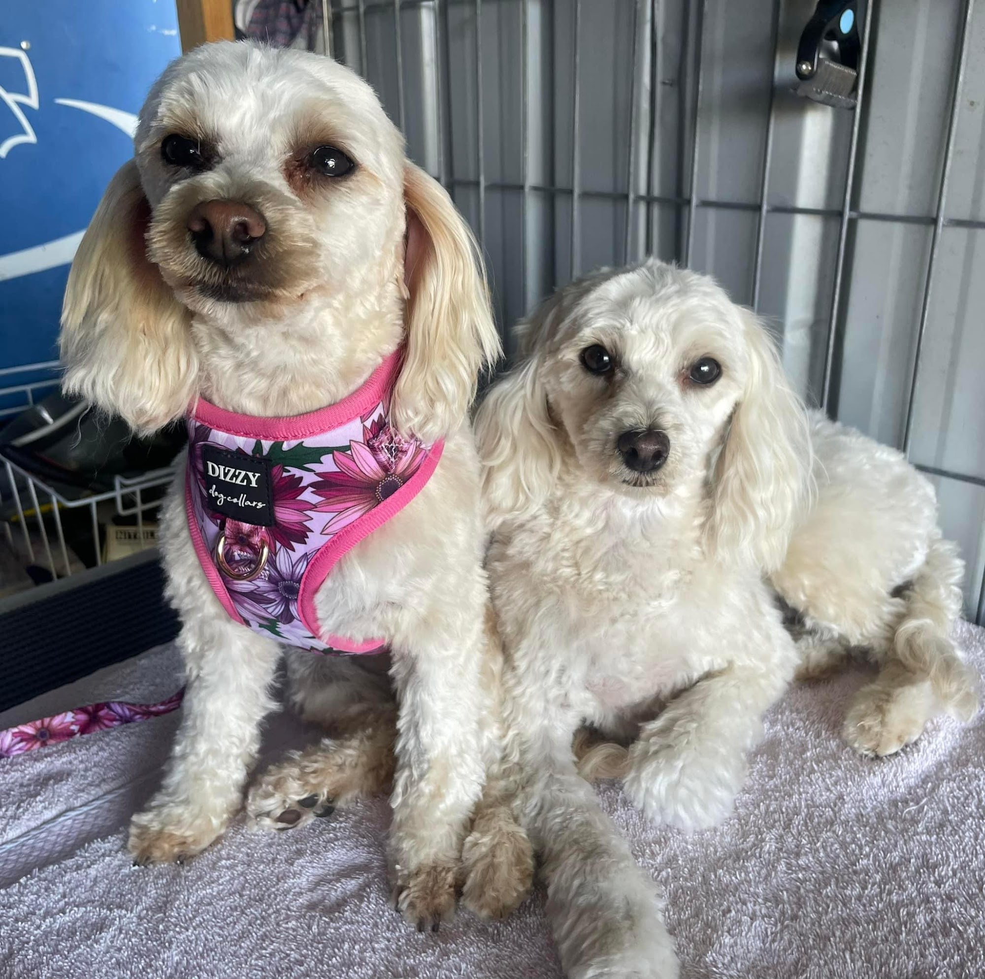 Dog Grooming In The Valley — Pet Groomers