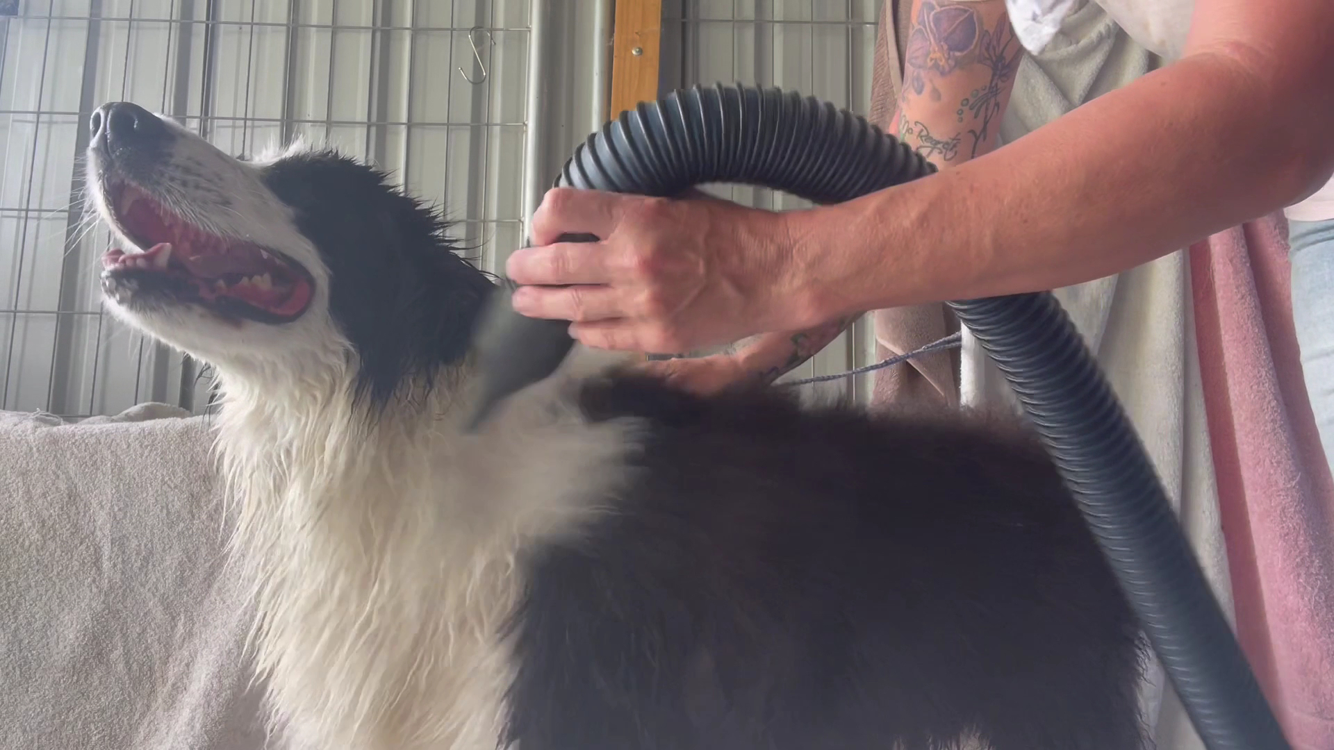 Dog Grooming In The Valley