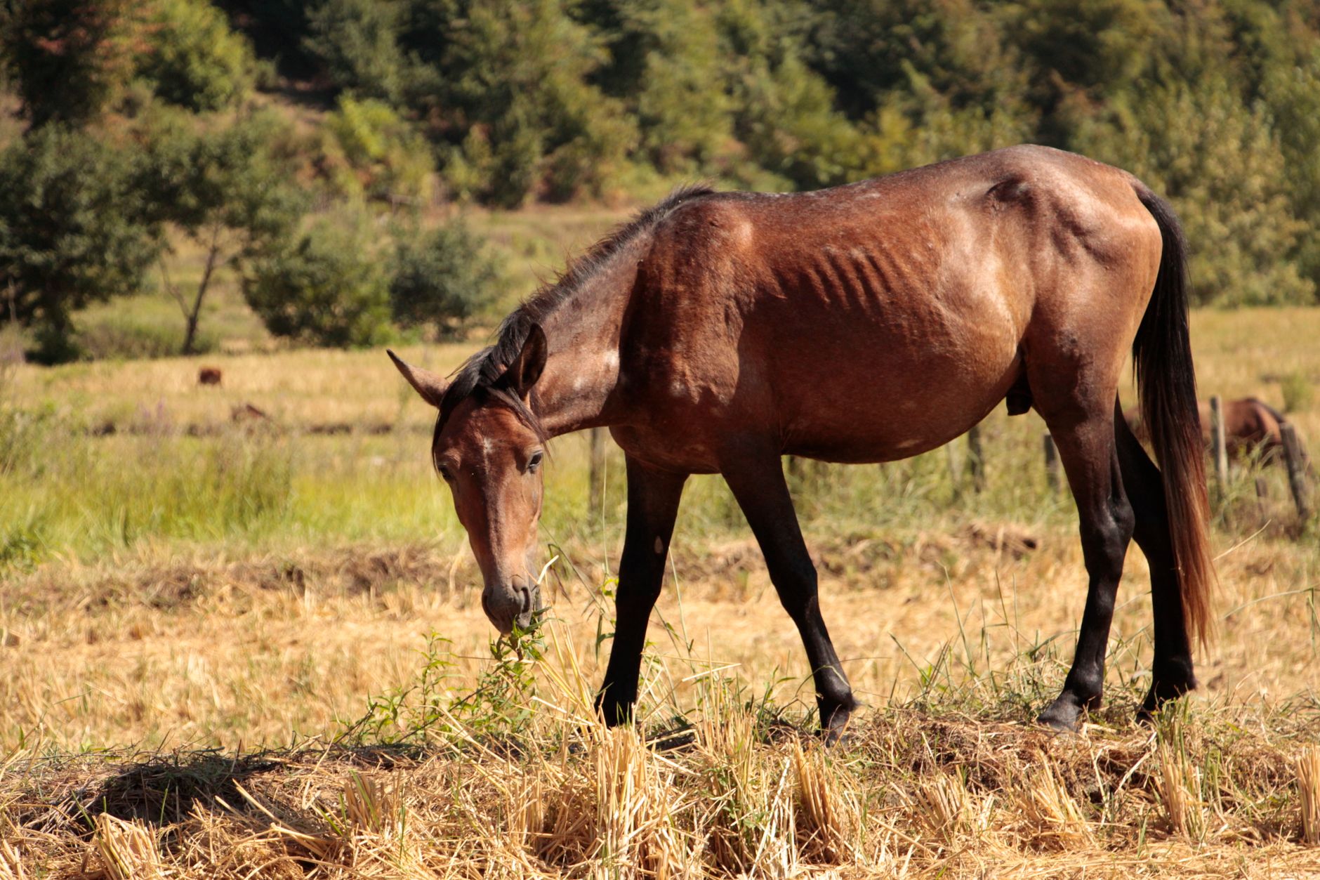 Mandalong Stockfeeds