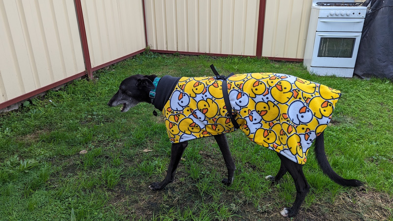 Cessnock Pet & Greyhound Supplies — Pet Groomers