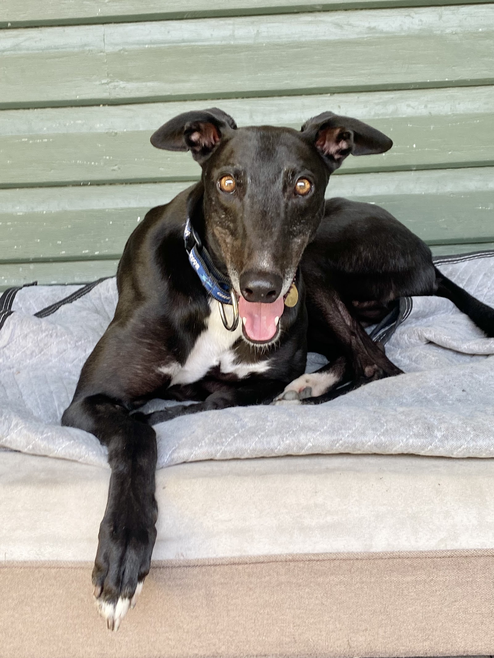 Cessnock Pet & Greyhound Supplies