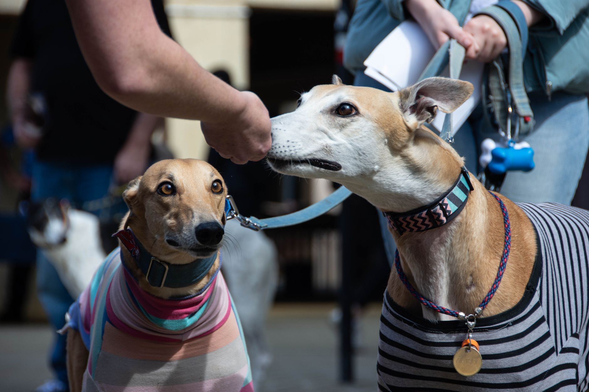 Cessnock Pet & Greyhound Supplies