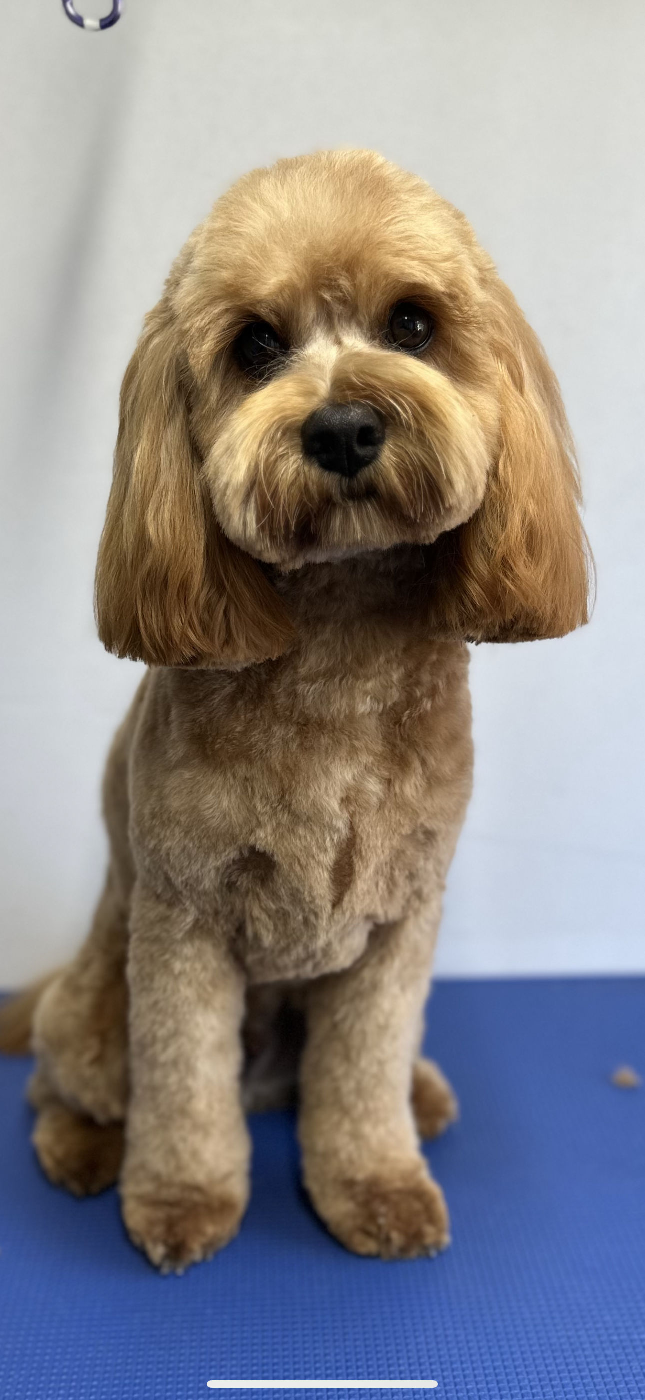 Cute Clips Grooming — Pet Groomers