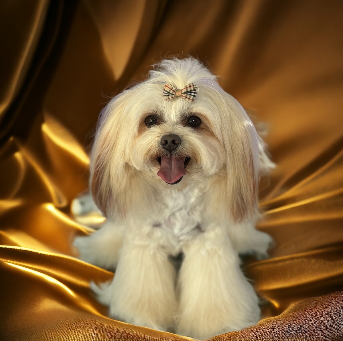 Bubbles n Bows dog wash and grooming — Pet Groomers