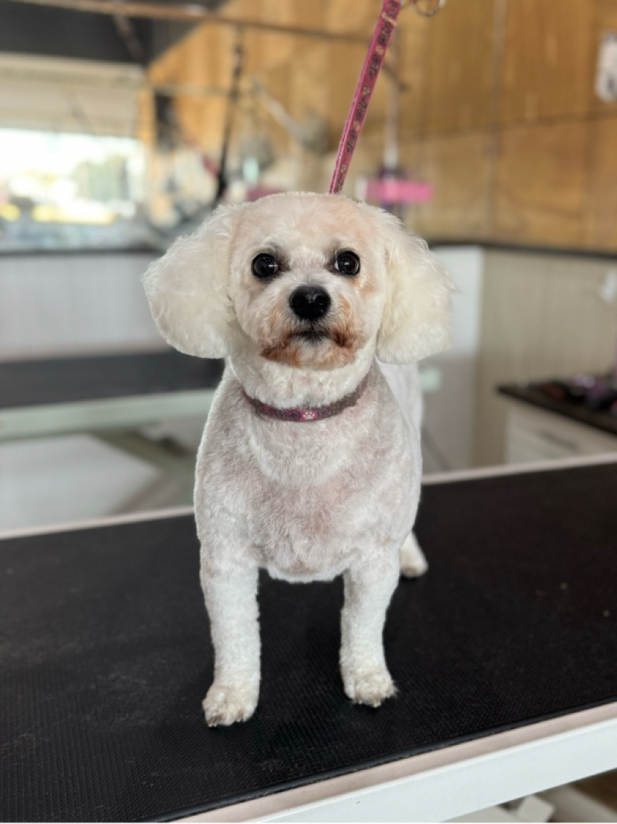 Woof Spark — Pet Groomers