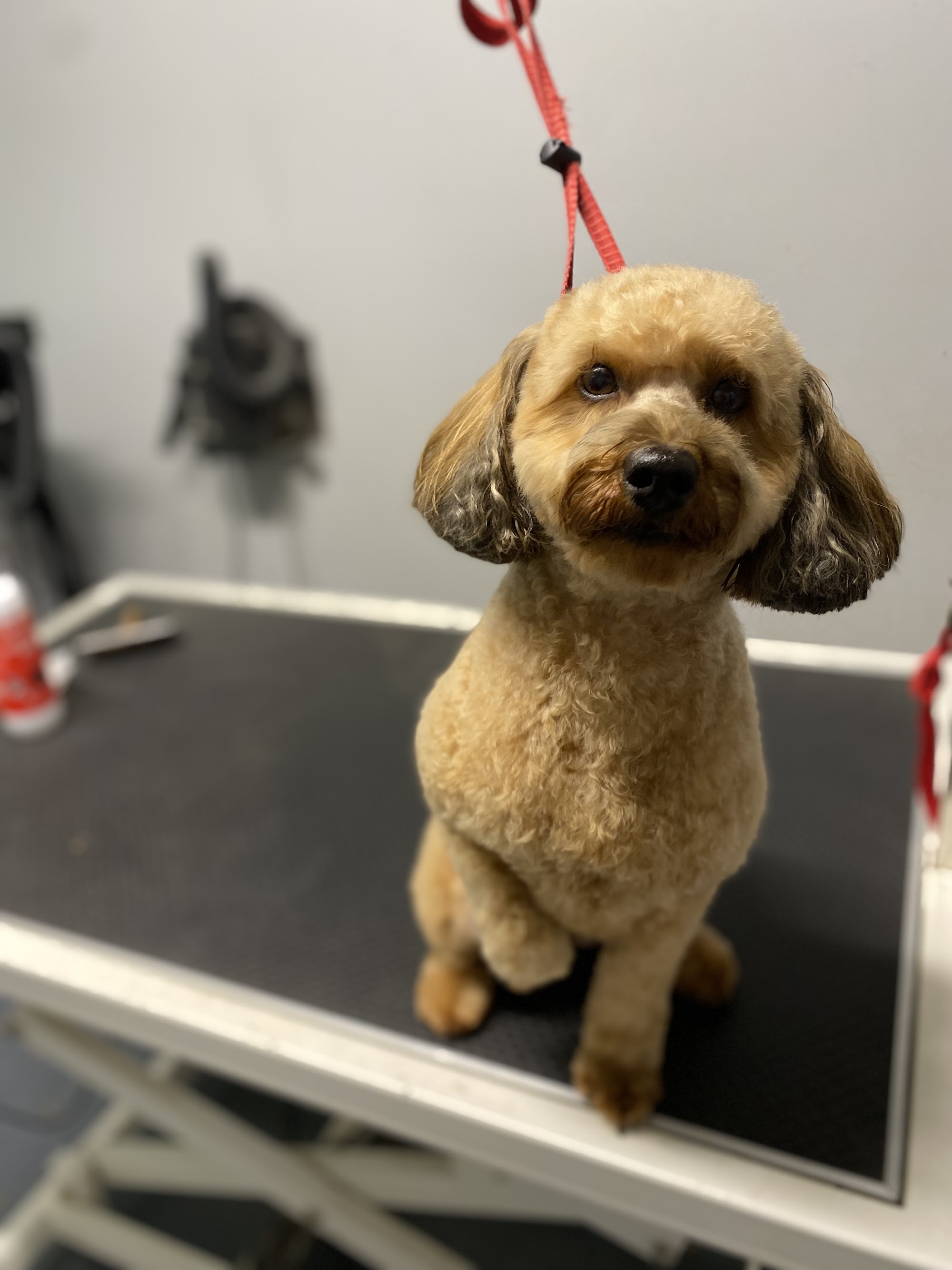 May & Co. Pet Grooming
