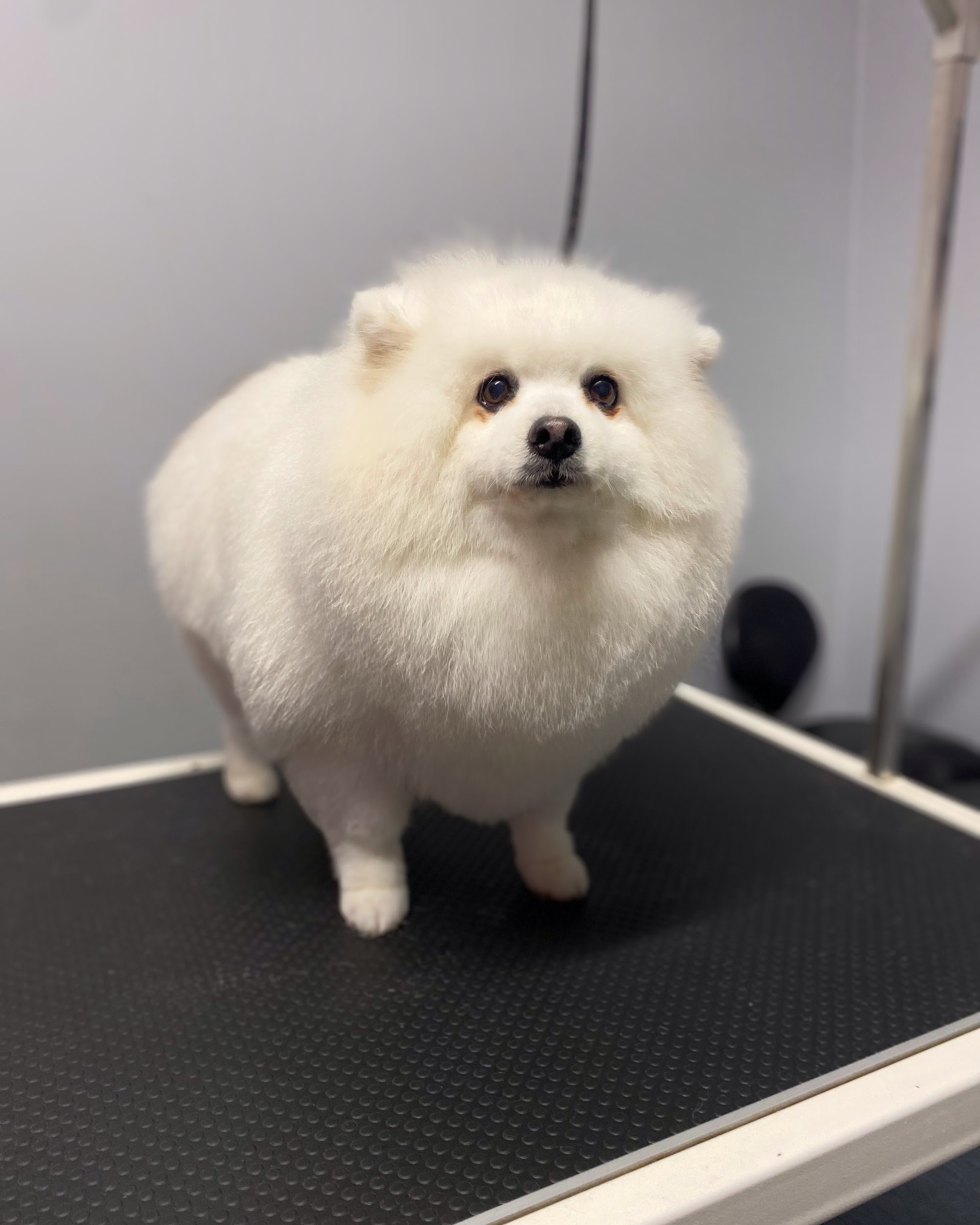 May & Co. Pet Grooming