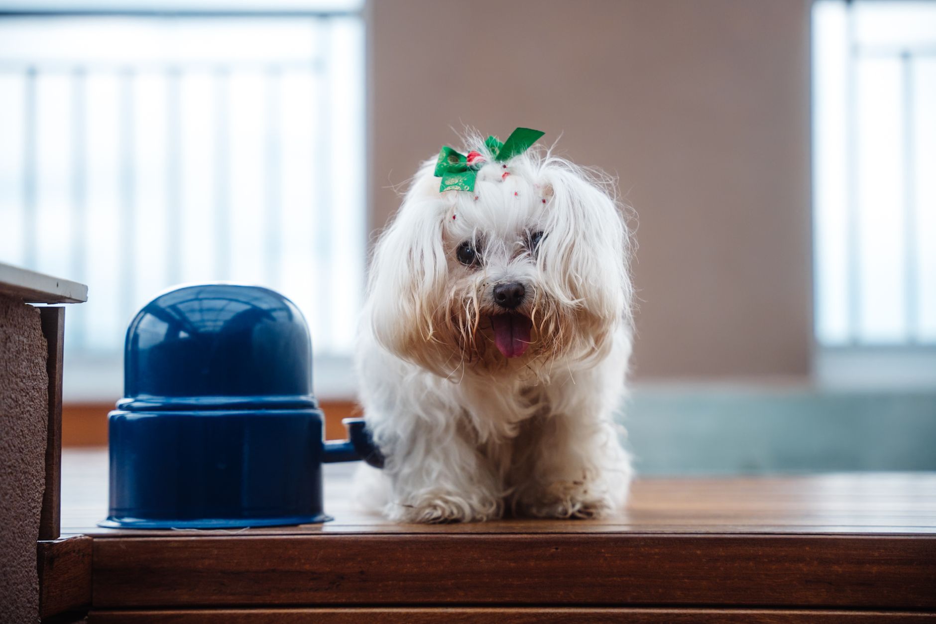 May & Co. Pet Grooming
