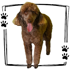 Hunter Dog Grooming logo