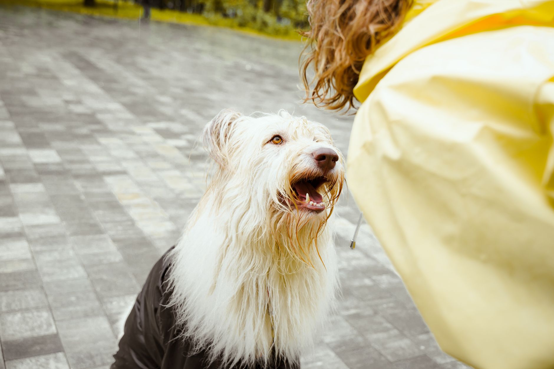 Dog Wash