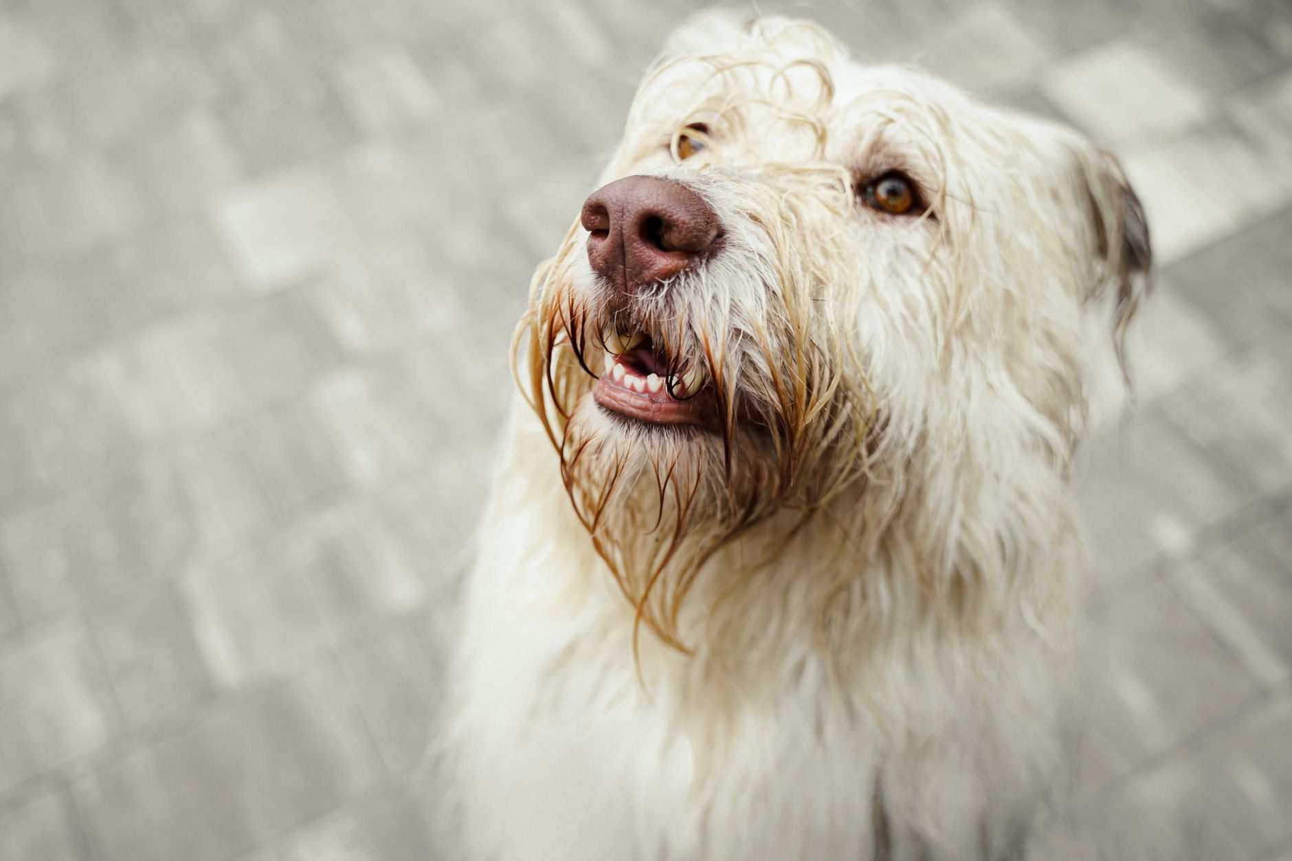 Dog Wash