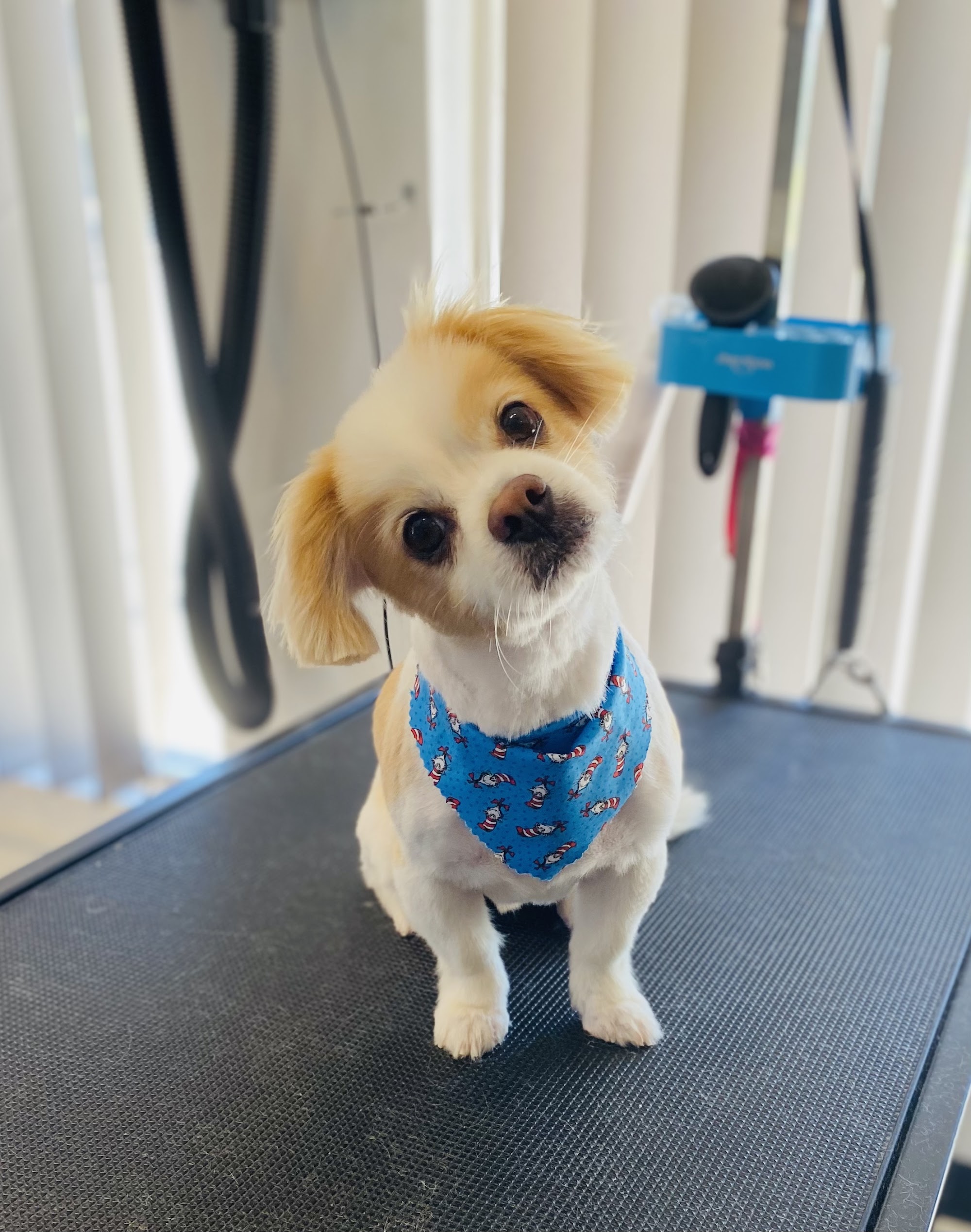 Heavenly Paws Dog Grooming & Washing — Pet Groomers