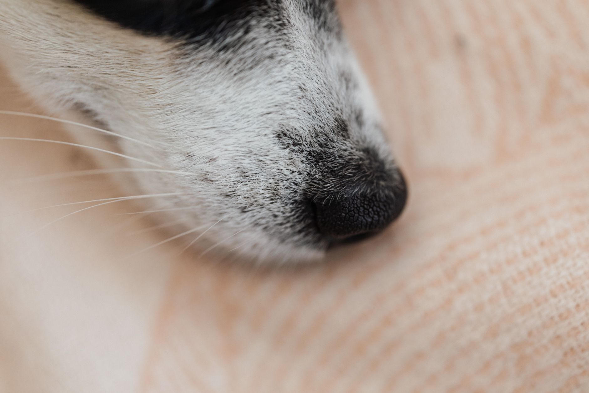 Furry Friend Farewells
