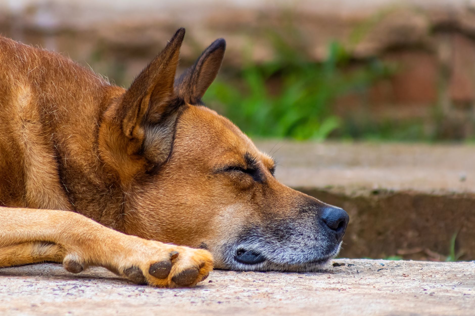Furry Friend Farewells