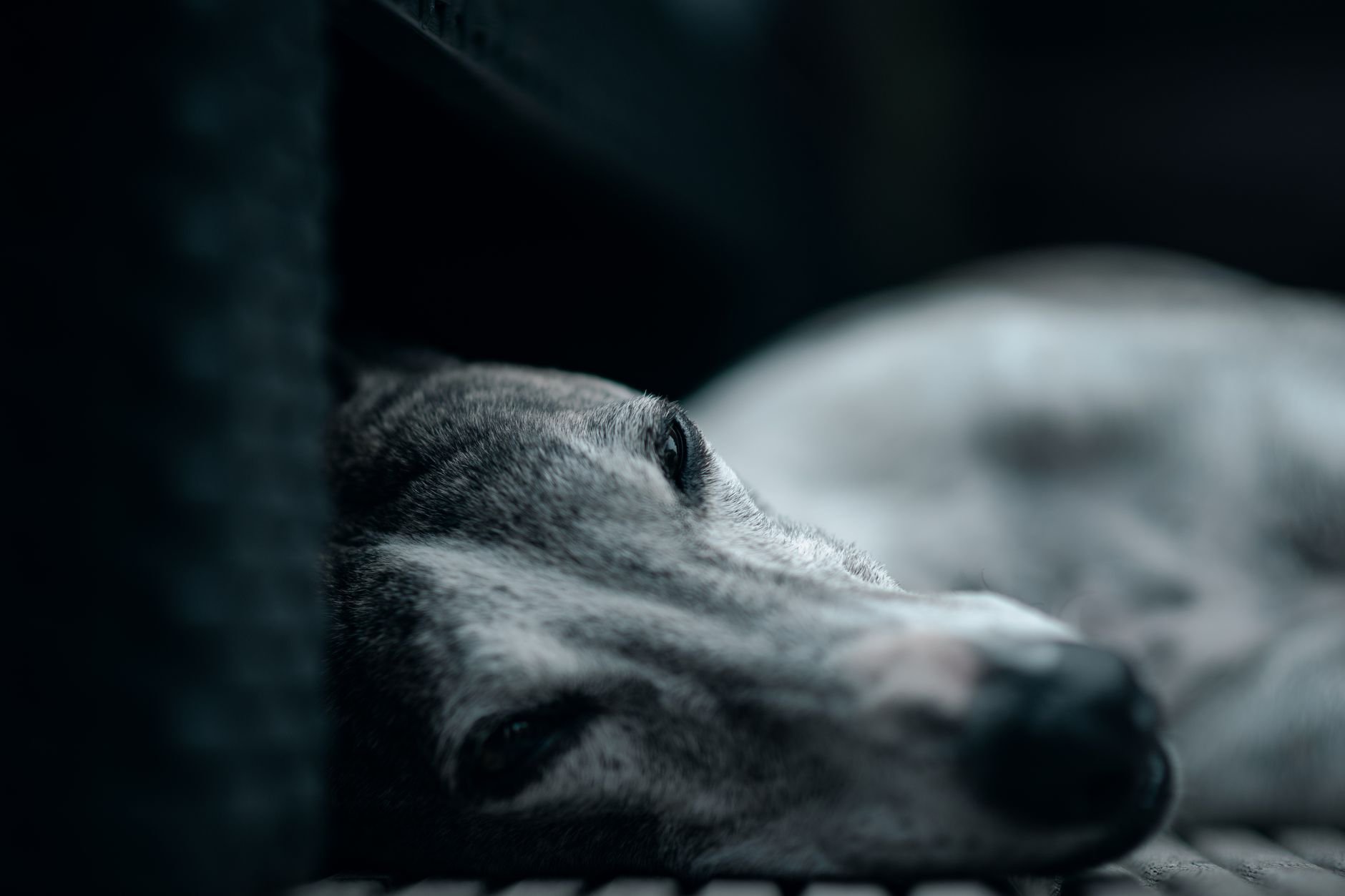 Furry Friend Farewells
