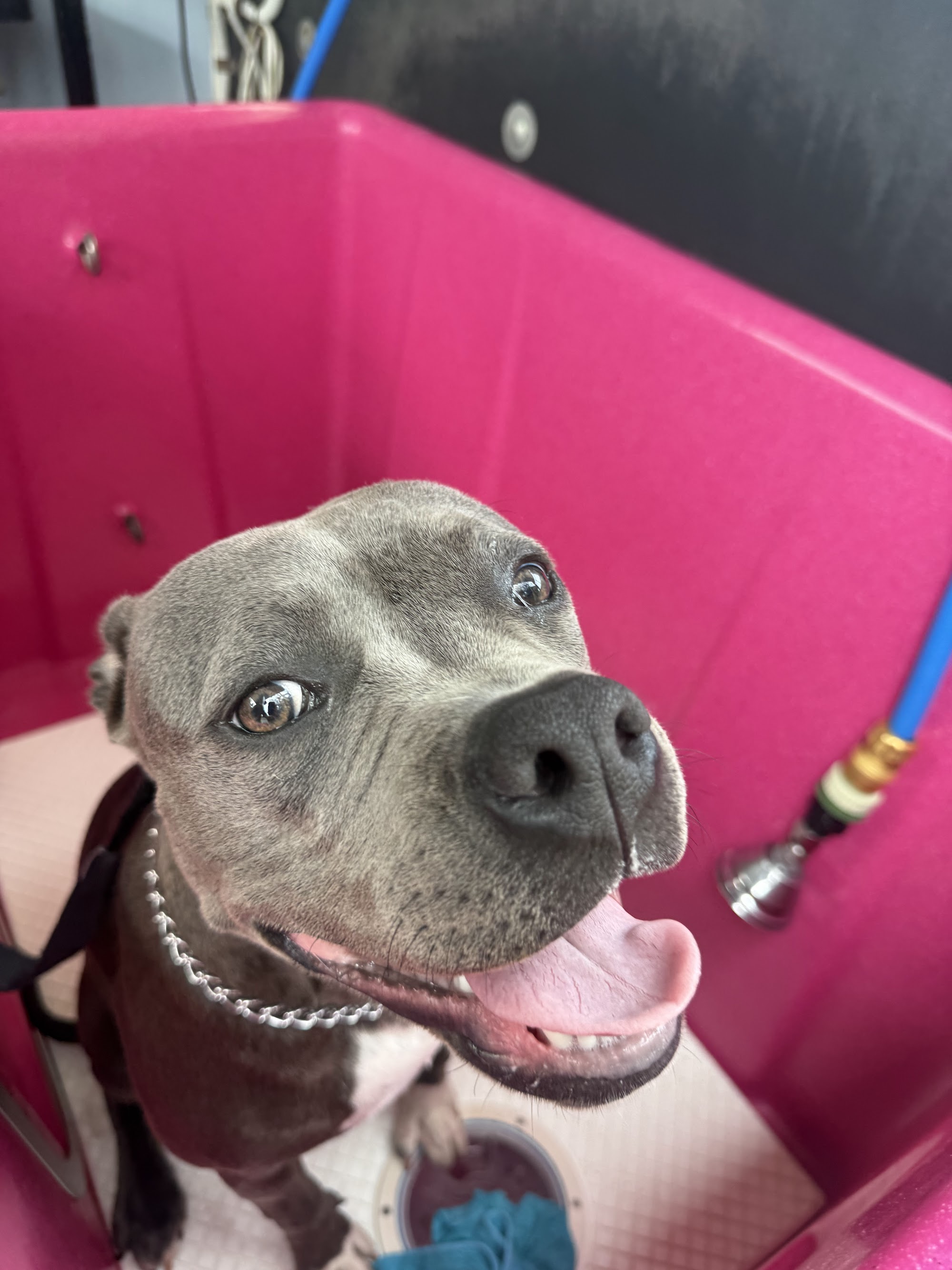 Perfect Pooch Mobile Salon — Pet Groomers