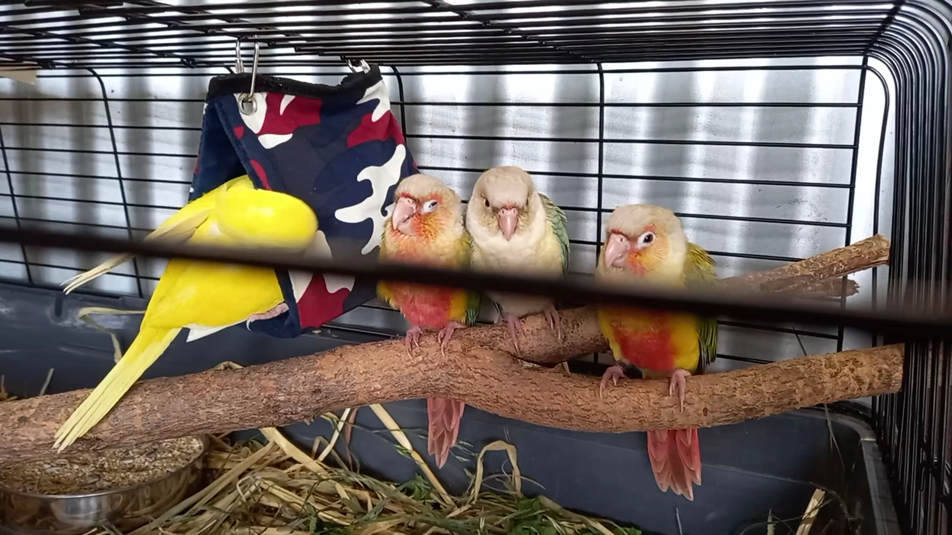 Branxton Pet World