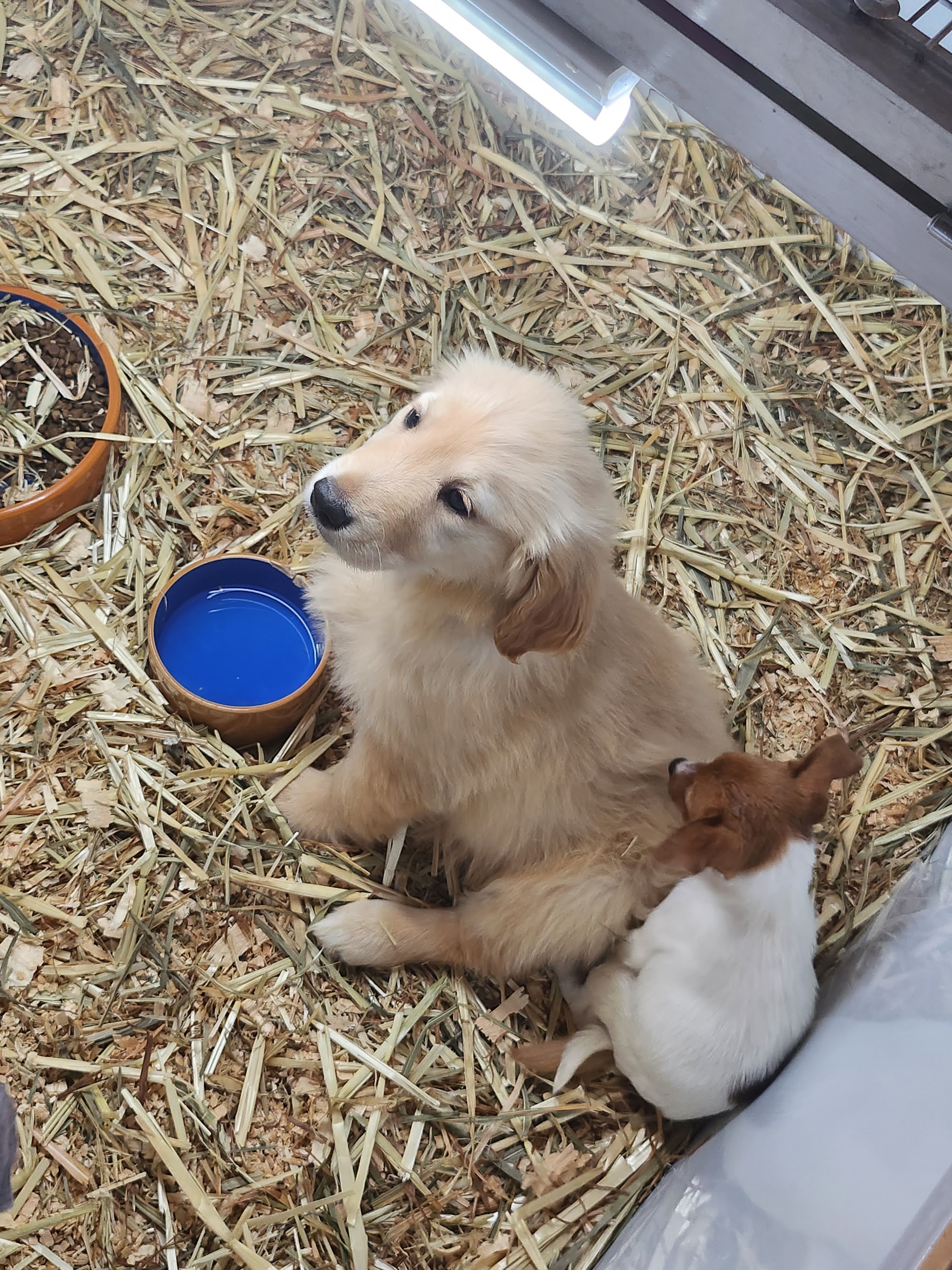 Branxton Pet World